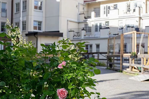 En rosbuske på en innegård